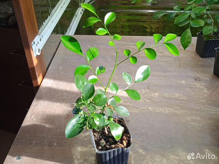 Мурайя метельчатая, с плодами и бутонами