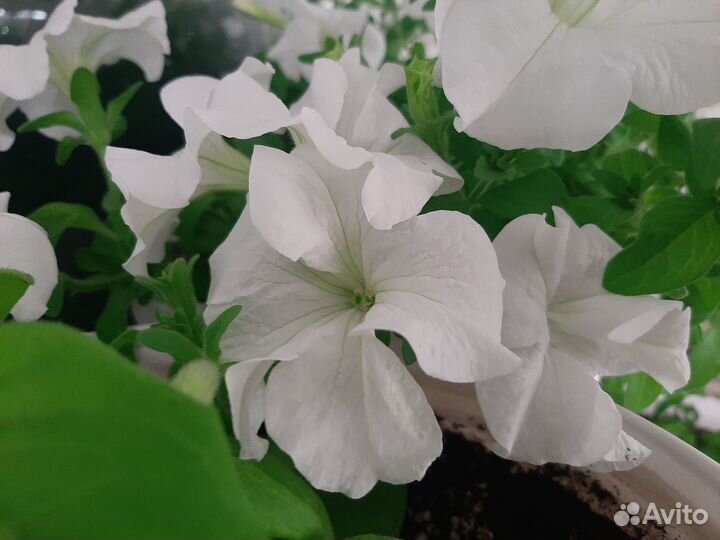 Петуния каскадная Опера Суприм Лемон укор. черенки