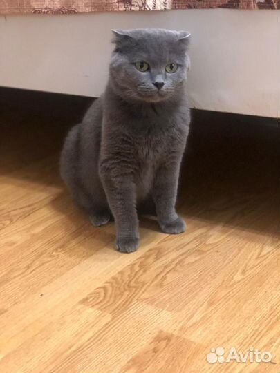 Зооняня,передержка Ваших любимцев на время