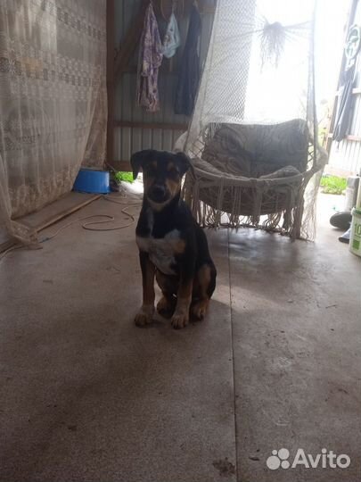 Отдам в добрые руки