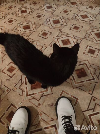 Отдам кота в добрые руки