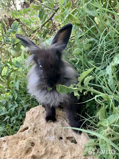 Кролики декоративные