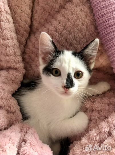 Передержка кошек