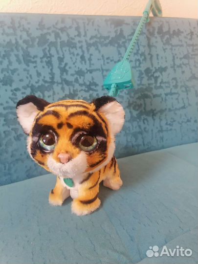 Тигр на поводке