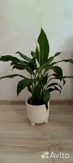 Спатифиллум