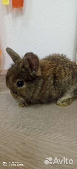 Декоративные карликовые кролики
