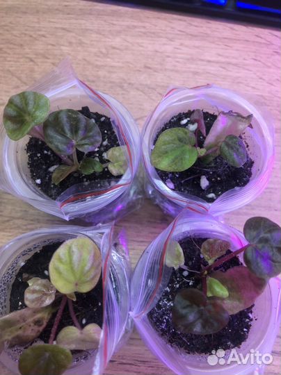 Пеперомия Schumi Red