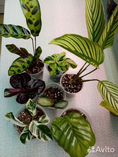 Калатеи и Синги