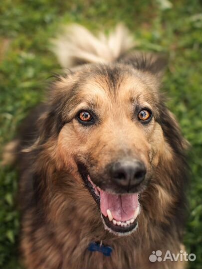 Собака Маня в добрые руки