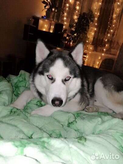 Сибирский хаски вязка