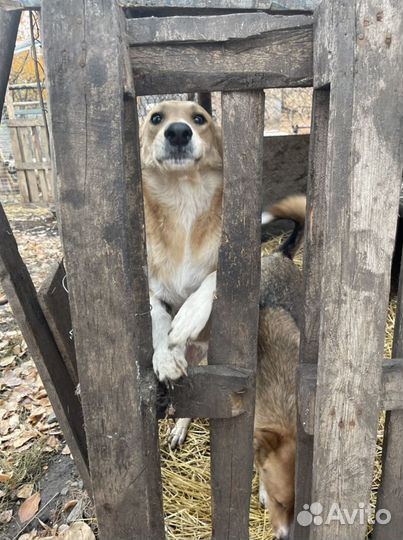 Собаки в охрану