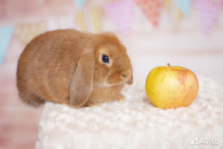 Найтем, минилоп, самец