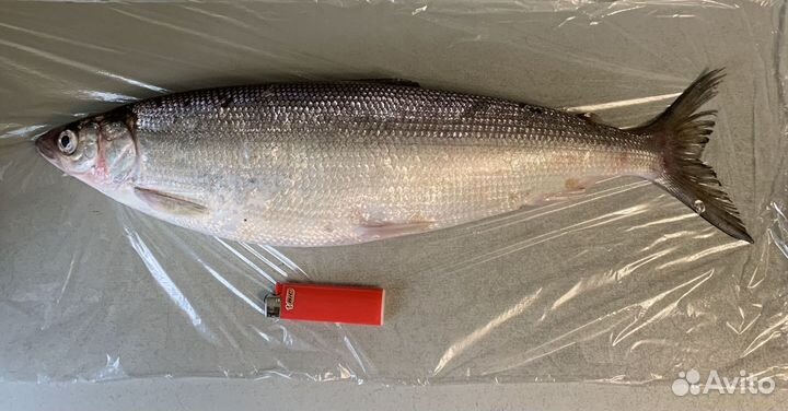 Омуль свежемороженый отборный