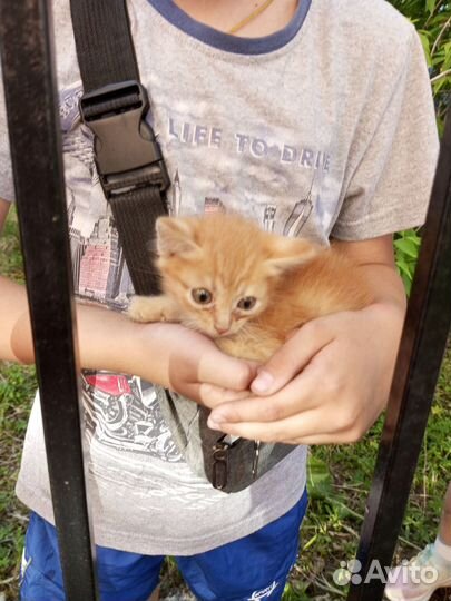 Котята в добрые руки бесплатно