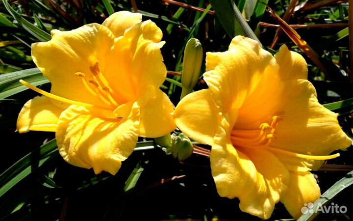 Саженцы лилейников, ирисов