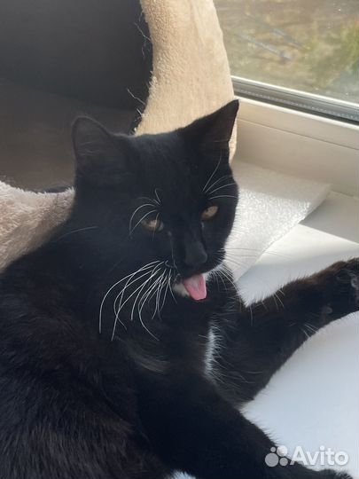 Кошка бесплатно