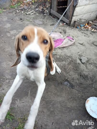 Эстонская гончая