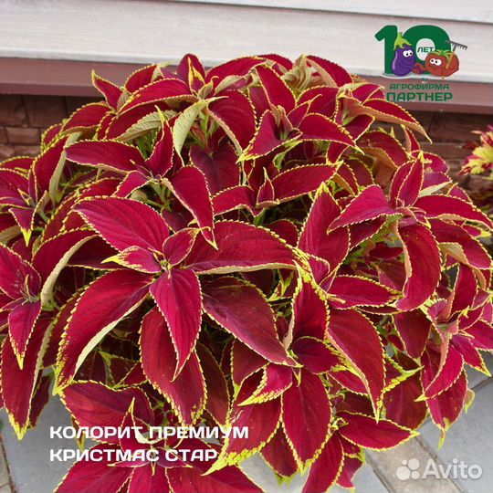 Колеусы набор 7 шт