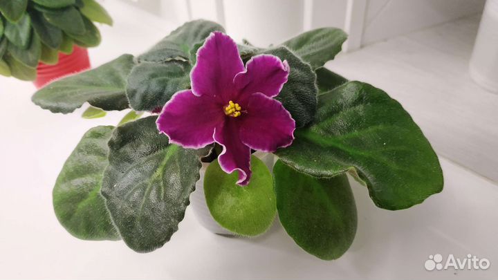 Фиалка.Детка.Цветущая