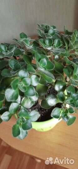 Аихризон дерево любви