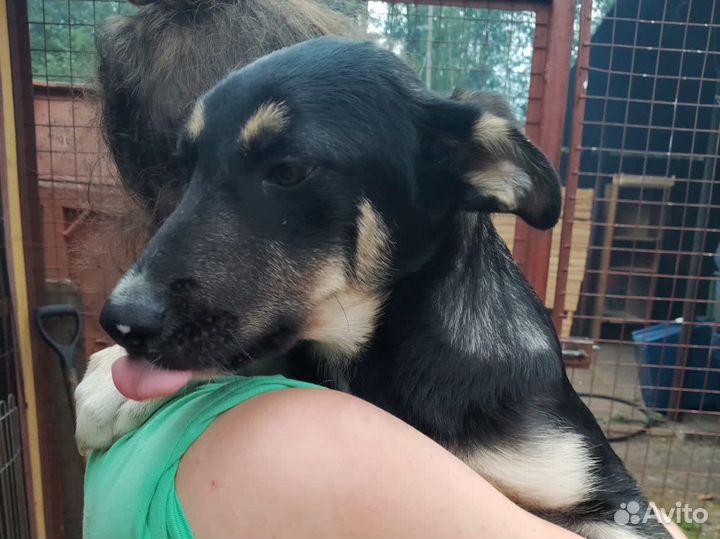 Собака подросток 5 месяцев