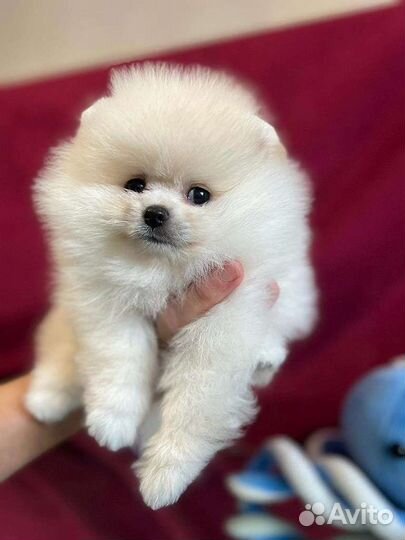 Померанский шпиц мини