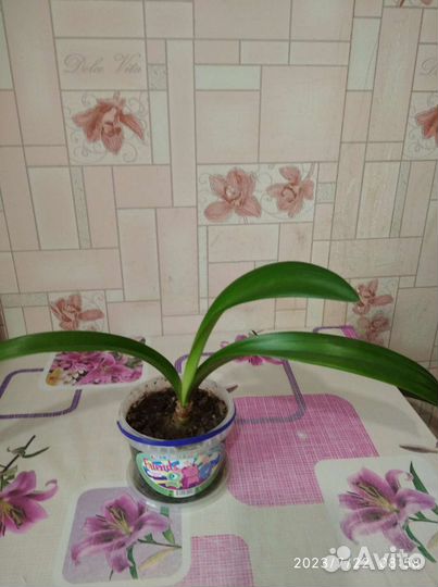 Гиппиаструм