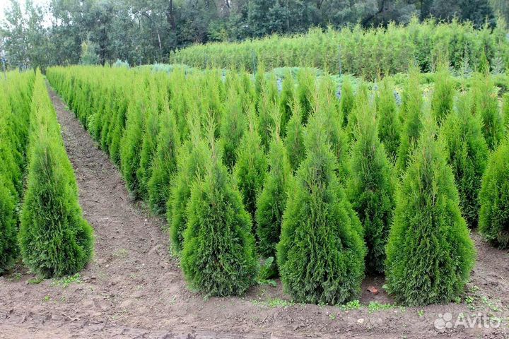 Туя екстра класса