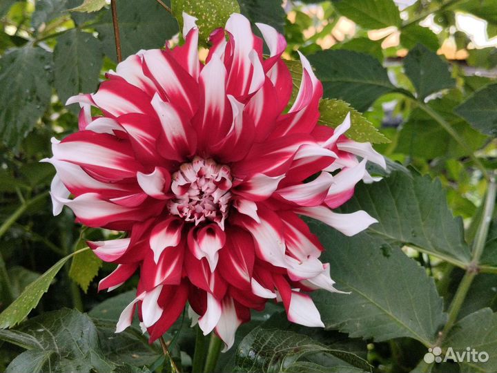 Георгины, Каллы, Цинии, Гладиолусы: клубни, срезка