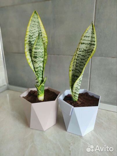 Сансевиерия лауренти