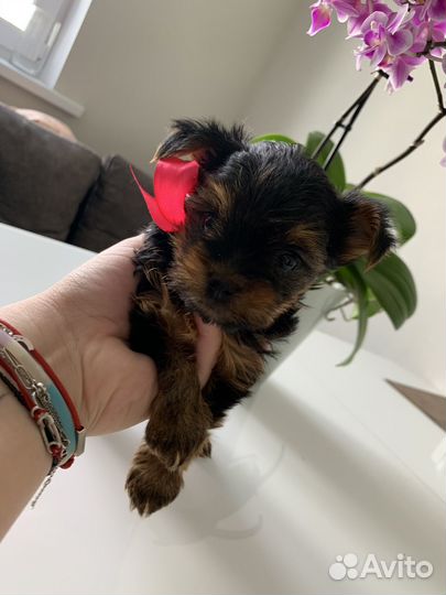 Йоркширский терьер щенки девочки mini