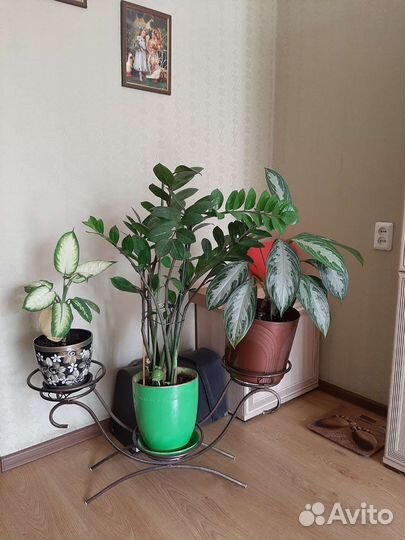 Продам цветы комнатные