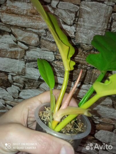 Филодендрон золотой крокодил, сциндапсус Треби