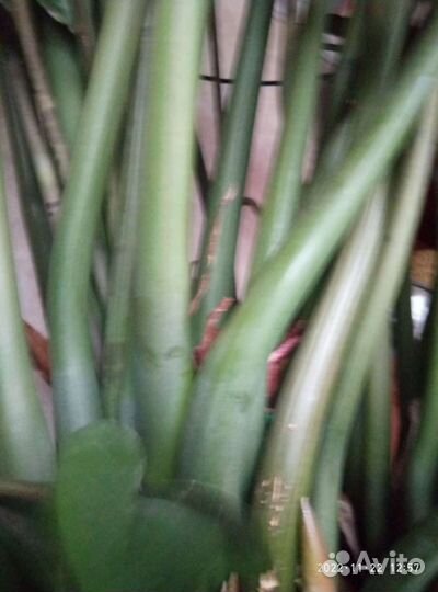 Замиокулькас