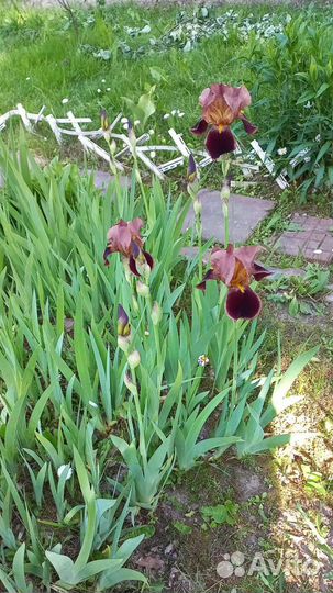 Ирис