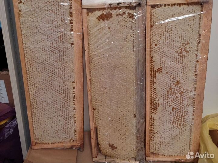 Рамка меда в сотах