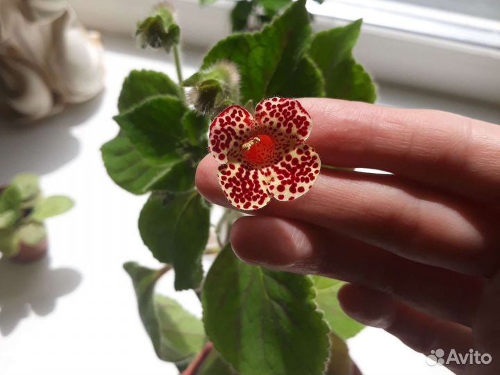 Глоксиния цветущая