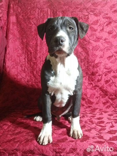 Щенки американского питбуля