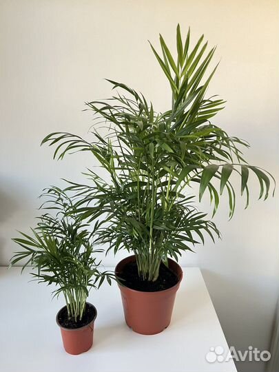 Пальма хамедорея