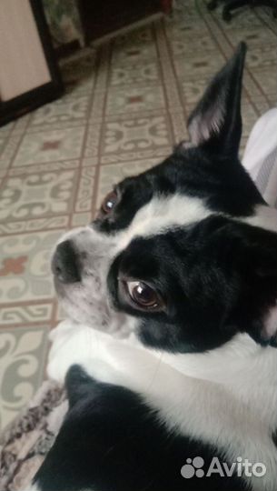 Французский бульдог щенки