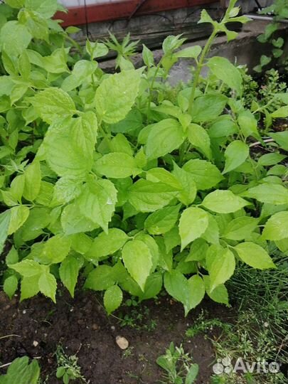 Жасмин чубушник