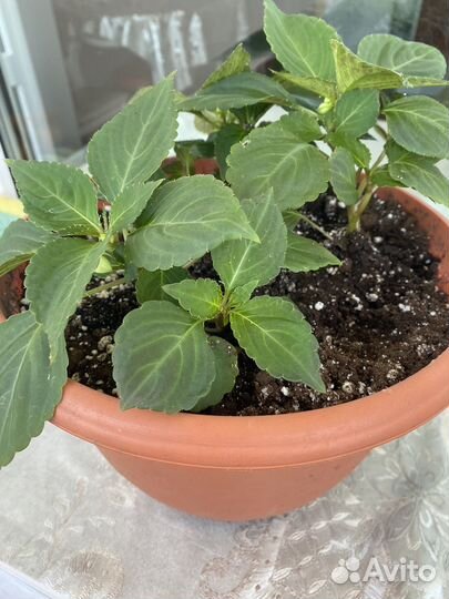 Бальзамин махровый