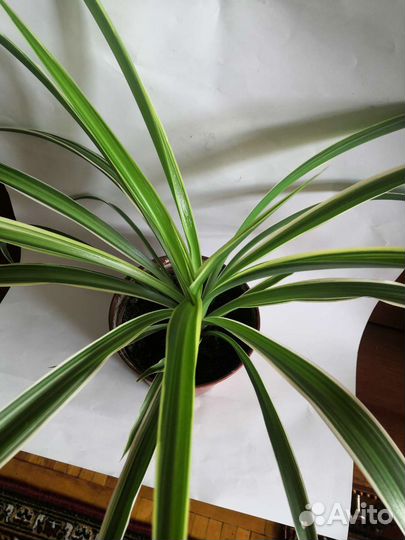 Хлорофитум