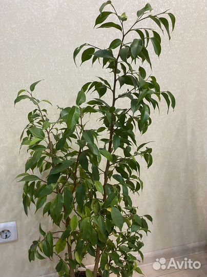 Фикус Бенджамина