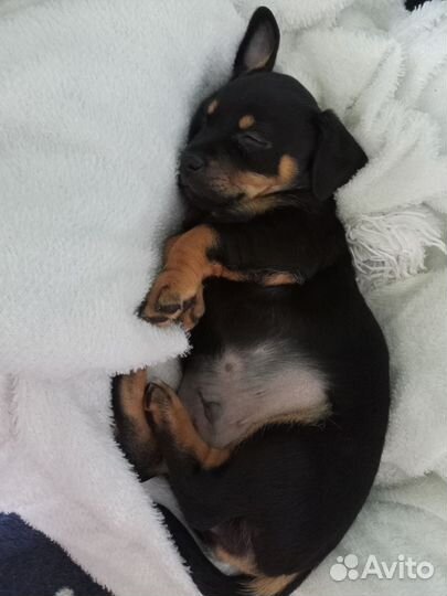 Щенки цвергпинчера мальчик