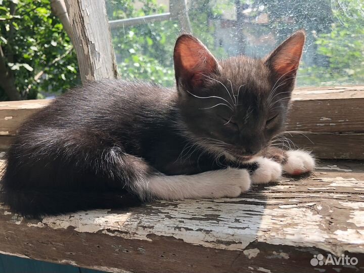 Отдам котят