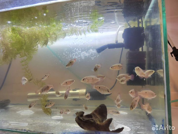 Аквариумные рыбки