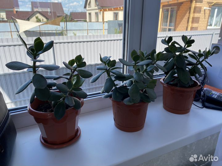 Толстянка (денежное дерево)