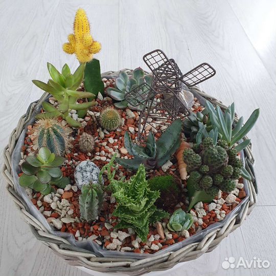 Флорариум суккуленты