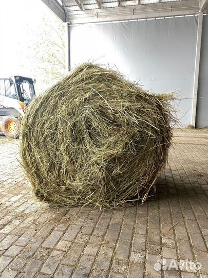 Сено
